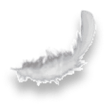 Freigestellte Feder mit einem Schatten