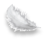 Freigestellte Feder mit einem Schatten