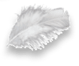 Freigestellte Feder mit einem Schatten