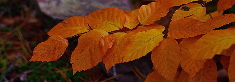 Orangene Blätter eines Baumes