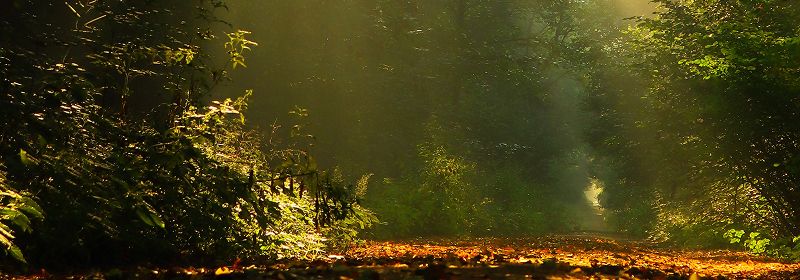 Ein Waldausschnitt mit Sonnenstrahlen