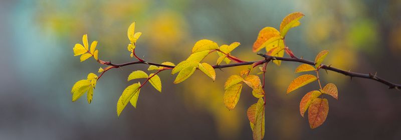 Hellgrüne Blätter an einem Ast