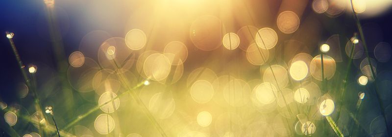 Verschwommene Nahaufnahme vom Rasen