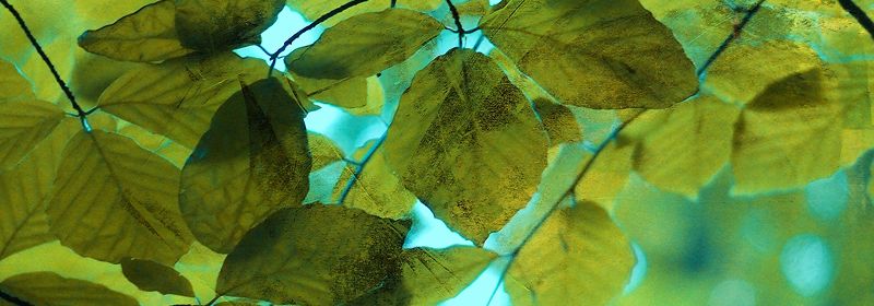 Nahaufnahme von grünen Blättern