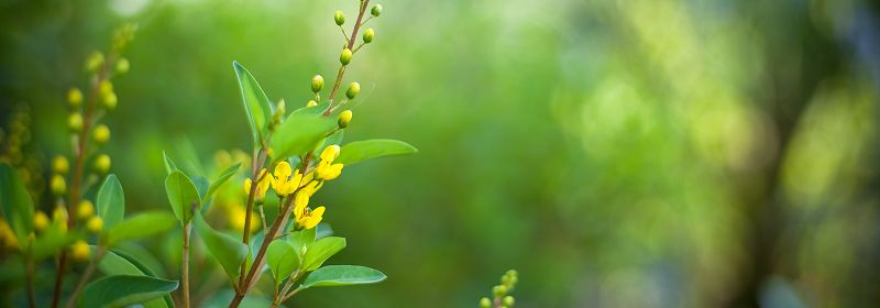 Eine Blume mit gelben Blüten, Hintergrund ist grün verschwommen