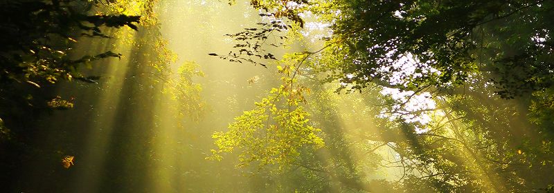 Durchscheinende Sonnenstrahlen durch Baumkronen